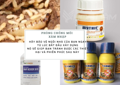 Phòng chống mối xâm nhập